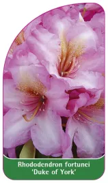 etykieta-szkolkarska-rhododendron-fortunei-duke-of-york