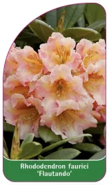 etykieta-szkolkarska-rhododendron-fauriei-flautando