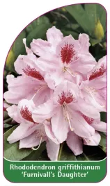 etykieta-szkolkarska-rhododendron-griffithanum-furnival-s-daughter