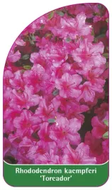 etykieta-szkolkarska-rhododendron-kaempferi-toreador