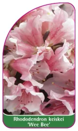 etykieta-szkolkarska-rhododendron-keiskei-wee-bee-mini