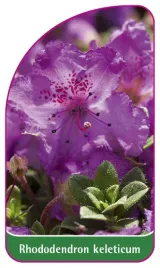 etykieta-szkolkarska-rhododendron-keleticum