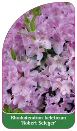 etykieta-szkolkarska-rhododendron-keleticum-robert-seleger