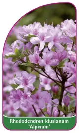 etykieta-szkolkarska-rhododendron-kiusianum-alpinum