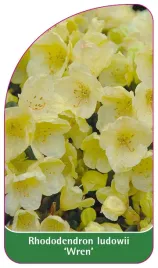 etykieta-szkolkarska-rhododendron-ludowii-wren-standard
