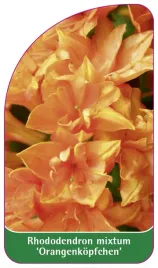 etykieta-szkolkarska-rhododendron-mixtum-orangenkopfchen