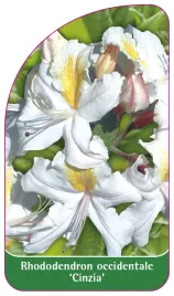 etykieta-szkolkarska-rhododendron-occidentale-cinzia