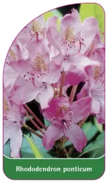 etykieta-szkolkarska-rhododendron-ponticum