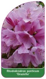 etykieta-szkolkarska-rhododendron-ponticum-graziella