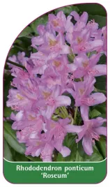 etykieta-szkolkarska-rhododendron-ponticum-roseum