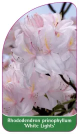 etykieta-szkolkarska-rhododendron-prinophyllum-white-lights