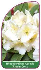 etykieta-szkolkarska-rhododendron-rupicola-cream-crest-mini