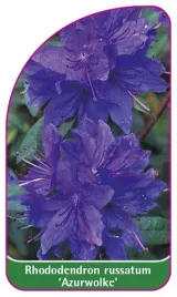 etykieta-szkolkarska-rhododendron-russatum-azurwolke
