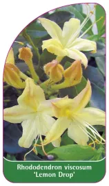 etykieta-szkolkarska-rhododendron-viscosum-lemon-drop