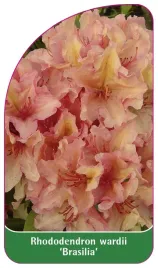 etykieta-szkolkarska-rhododendron-wardii-brasilia