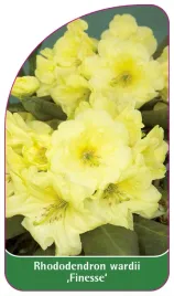 etykieta-szkolkarska-rhododendron-wardii-finesse