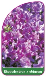 etykieta-szkolkarska-rhododendron-x-obtusum-mini