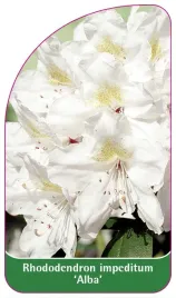 etykieta-szkolkarska-rhododendron-impeditum-alba