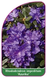 etykieta-szkolkarska-rhododendron-impeditum-azurika-mini