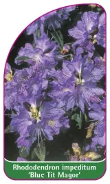 etykieta-szkolkarska-rhododendron-impeditum-blue-tit-magor-mini