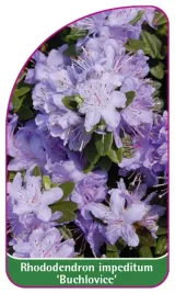 etykieta-szkolkarska-rhododendron-impeditum-buchlovice-mini