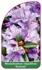 etykieta-szkolkarska-rhododendron-impeditum-gristede