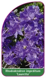 etykieta-szkolkarska-rhododendron-impeditum-lauretta-mini