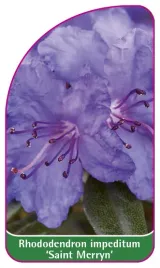 etykieta-szkolkarska-rhododendron-impeditum-saint-merryn