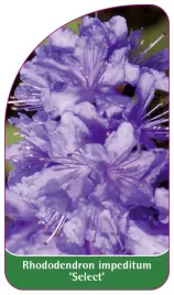 etykieta-szkolkarska-rhododendron-impeditum-select