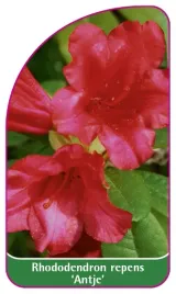 etykieta-szkolkarska-rhododendron-repens-antje-a