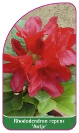 etykieta-szkolkarska-rhododendron-repens-antje-b