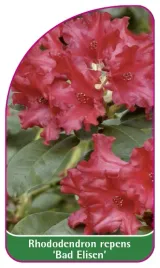 etykieta-szkolkarska-rhododendron-repens-bad-elisen