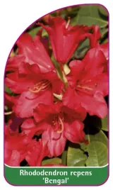etykieta-szkolkarska-rhododendron-repens-bengal-mini-a