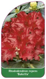 etykieta-szkolkarska-rhododendron-repens-buketta