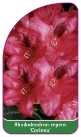 etykieta-szkolkarska-rhododendron-repens-corinna