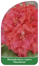 etykieta-szkolkarska-rhododendron-repens-mannheim-standard