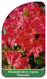 etykieta-szkolkarska-rhododendron-repens-pumuckl