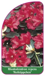 etykieta-szkolkarska-rhododendron-repens-rotkappchen-mini