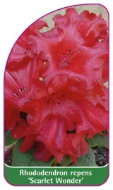 etykieta-szkolkarska-rhododendron-repens-scarlet-wonder-mini