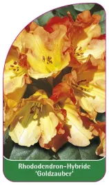 etykieta-szkolkarska-rhododendron-goldzauber