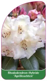 etykieta-szkolkarska-rhododendron-aprilleuchten