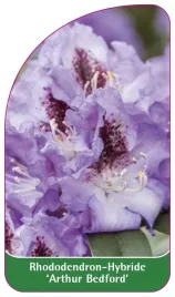 etykieta-szkolkarska-rhododendron-arthur-bedford