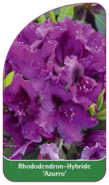 etykieta-szkolkarska-rhododendron-azurro