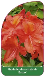 etykieta-szkolkarska-rhododendron-balzac