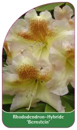 etykieta-szkolkarska-rhododendron-bernstein
