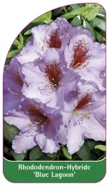 etykieta-szkolkarska-rhododendron-blue-lagoon