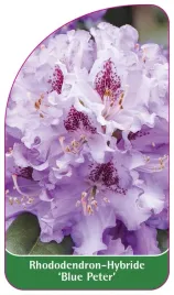 etykieta-szkolkarska-rhododendron-blue-peter-a