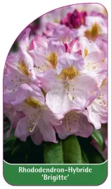 etykieta-szkolkarska-rhododendron-brigitte