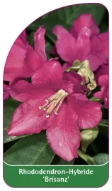 etykieta-szkolkarska-rhododendron-brisanz