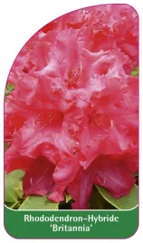 etykieta-szkolkarska-rhododendron-britannia